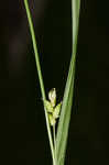 Eastern narrowleaf sedge